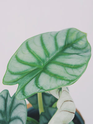 
                  
                    Alocasia 'Silver Dragon'
                  
                