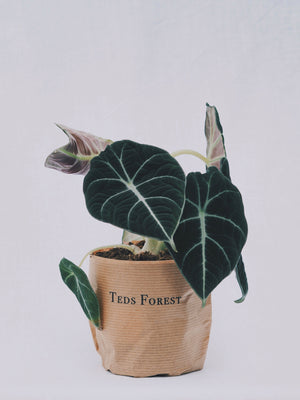 
                  
                    Alocasia 'Black Velvet'
                  
                