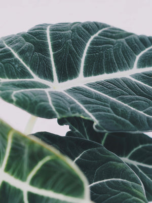 
                  
                    Alocasia 'Black Velvet'
                  
                