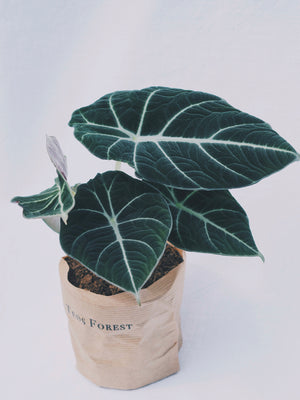 
                  
                    Alocasia 'Black Velvet'
                  
                